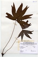 藏品(雙扇蕨)的圖片